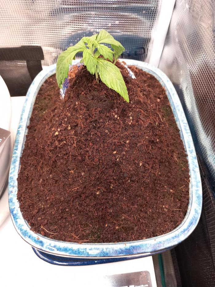 Cannabonsai Tropicana Cookies FastBuds. Week 2