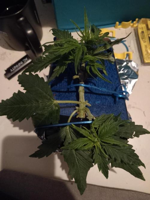 Kush Mint Super  Strains. Week 4