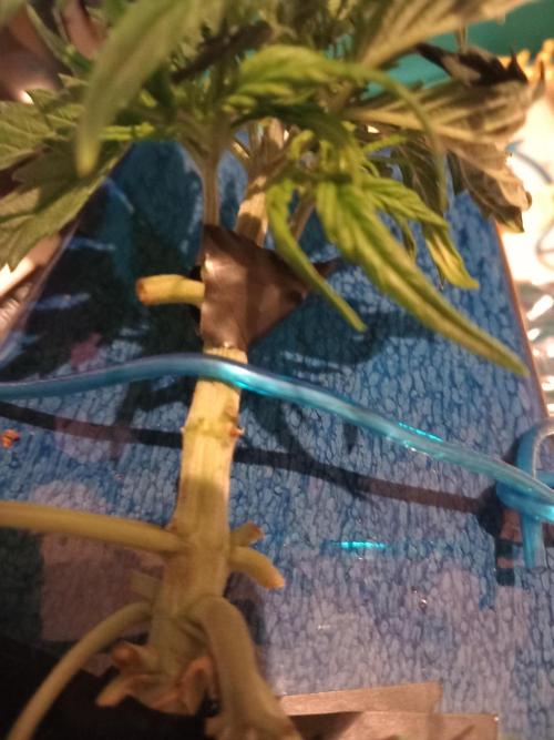 Kush Mint Super  Strains. Week 4