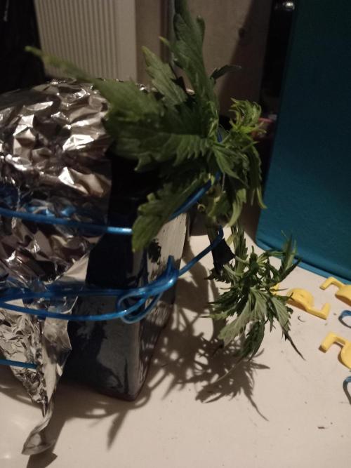 Kush Mint Super  Strains. Week 4