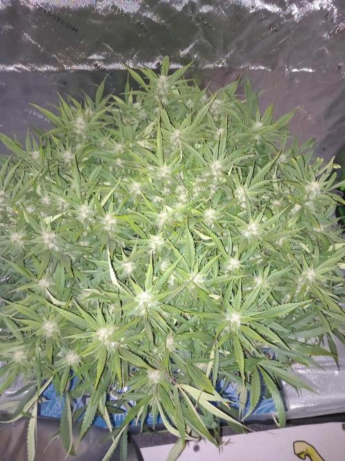 Strawberry Gorilla FastBuds Hydroponic. Week 10