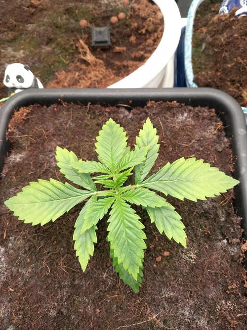 Purple Lemonade Auto in Autopot. Week 2