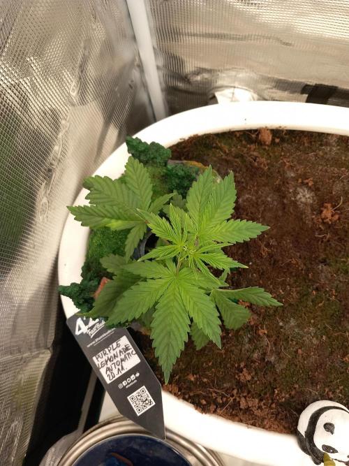 Cannabonsai Purple Lemonade Auto. Week 3