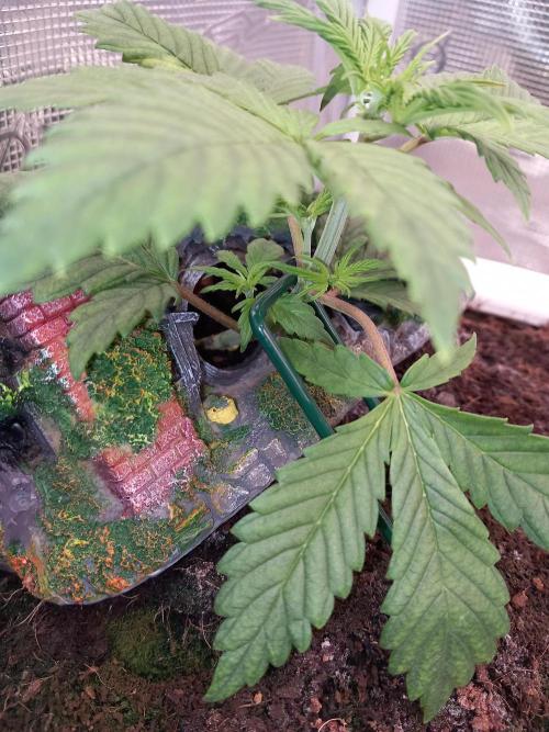 Cannabonsai Purple Lemonade Auto. Week 3