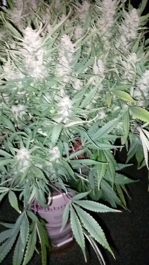 Strawberry Gorilla FastBuds Hydroponic