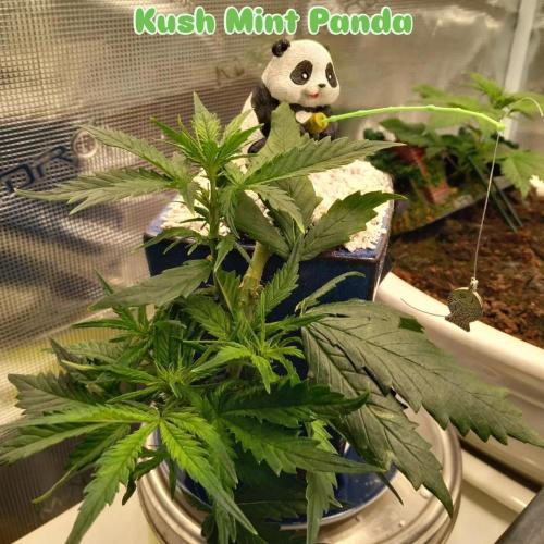 Kush Mint Super  Strains. Week 4