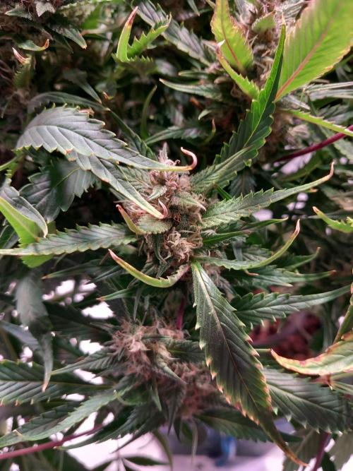 Strawberry Gorilla FastBuds Hydroponic. Week 11