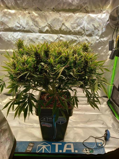 Strawberry Gorilla FastBuds Hydroponic. Week 11