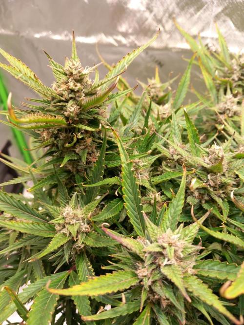 Strawberry Gorilla FastBuds Hydroponic. Week 11