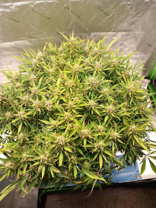 Strawberry Gorilla FastBuds Hydroponic. Week 11