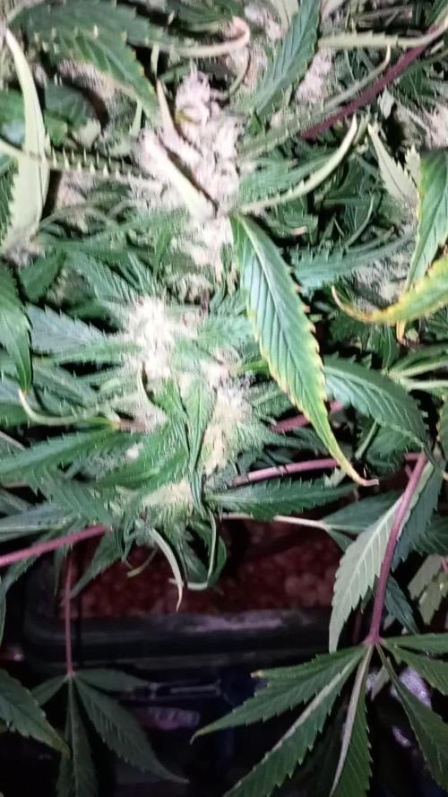 Strawberry Gorilla FastBuds Hydroponic