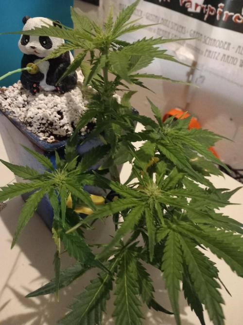 Kush Mint Super  Strains. Week 5