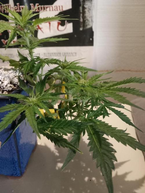 Kush Mint Super  Strains. Week 5