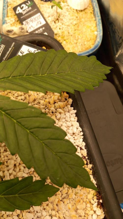 Purple Lemonade Auto in Autopot. Week 3