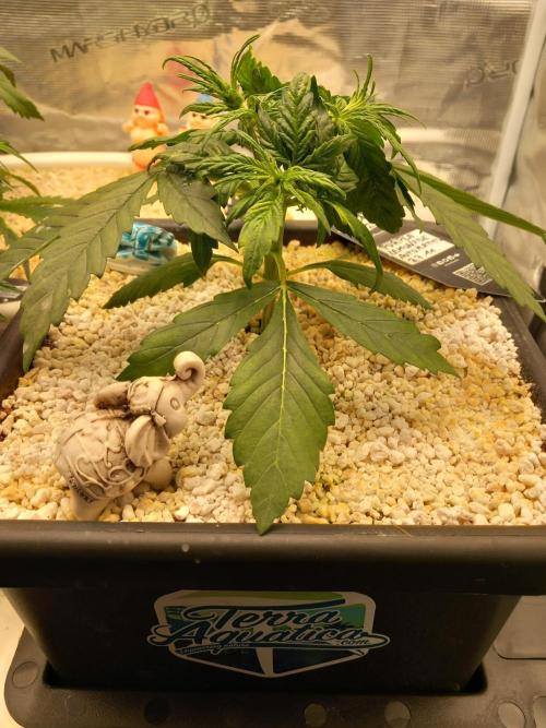 Purple Lemonade Auto in Autopot. Week 3