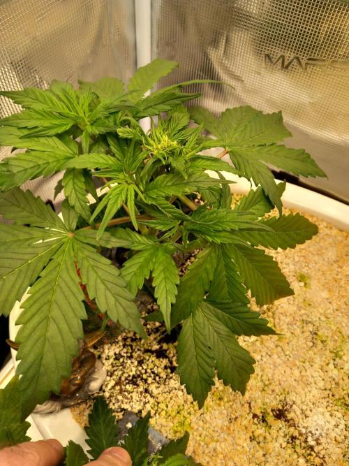 Cannabonsai Purple Lemonade Auto. Week 4