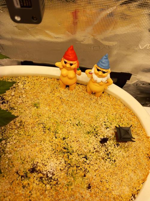 Cannabonsai Purple Lemonade Auto. Week 4