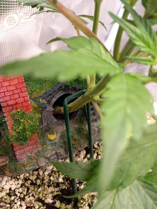 Cannabonsai Purple Lemonade Auto. Week 4