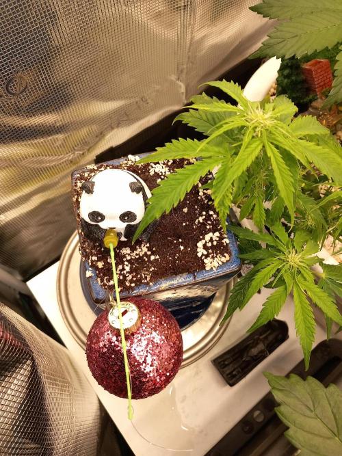 Kush Mint Super  Strains. Week 5