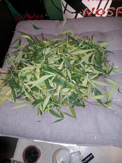 Strawberry Gorilla FastBuds Hydroponic. Week 11 - Pre Harvest defoliation 