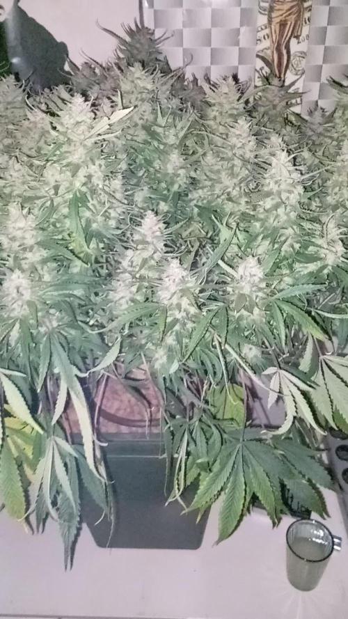 Strawberry Gorilla FastBuds Hydroponic