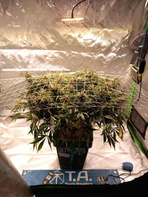 Strawberry Gorilla FastBuds Hydroponic. Week 11