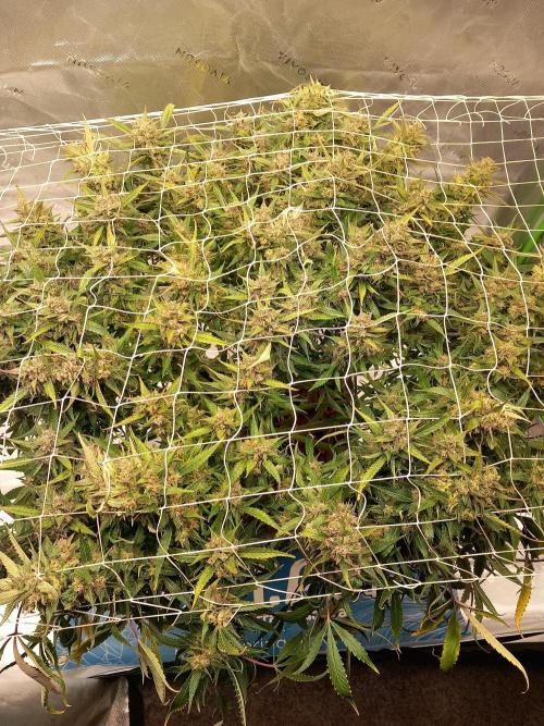 Strawberry Gorilla FastBuds Hydroponic. Week 11