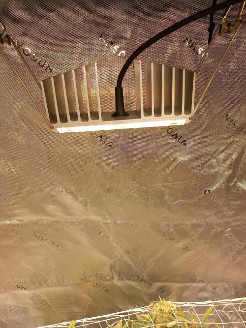 Strawberry Gorilla FastBuds Hydroponic. Week 11