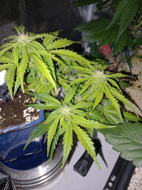 Kush Mint Super  Strains. Week 6