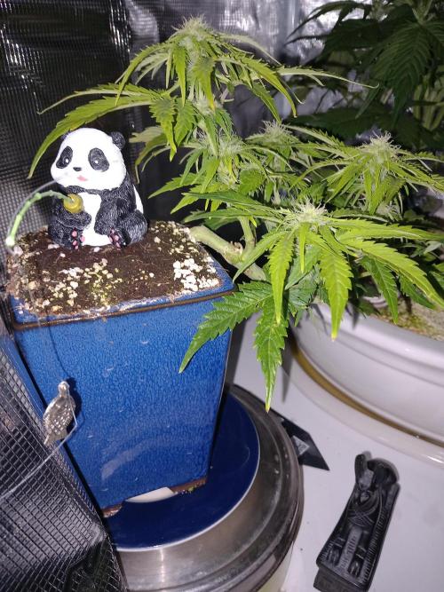 Kush Mint Super  Strains. Week 6