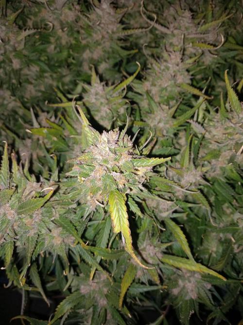 Strawberry Gorilla FastBuds Hydroponic. Week 12