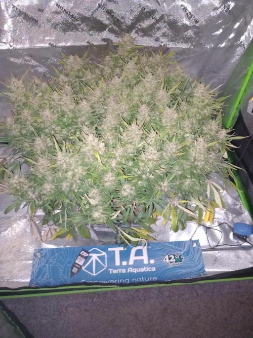 Strawberry Gorilla FastBuds Hydroponic. Week 12