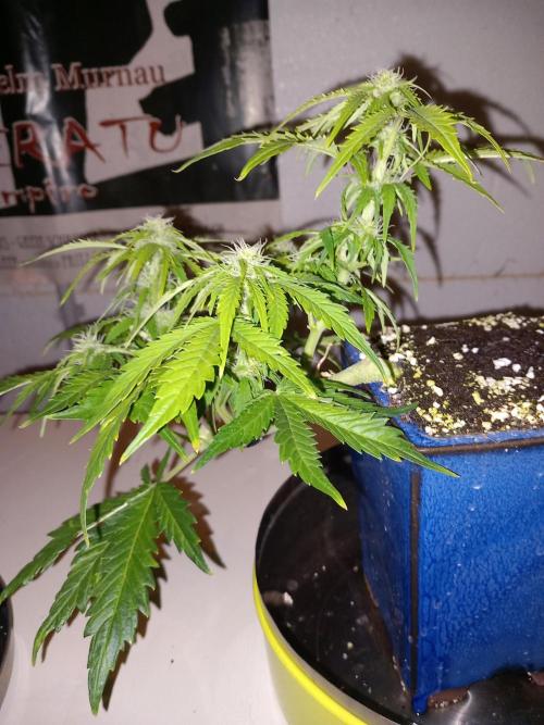 Kush Mint Super  Strains. Week 6