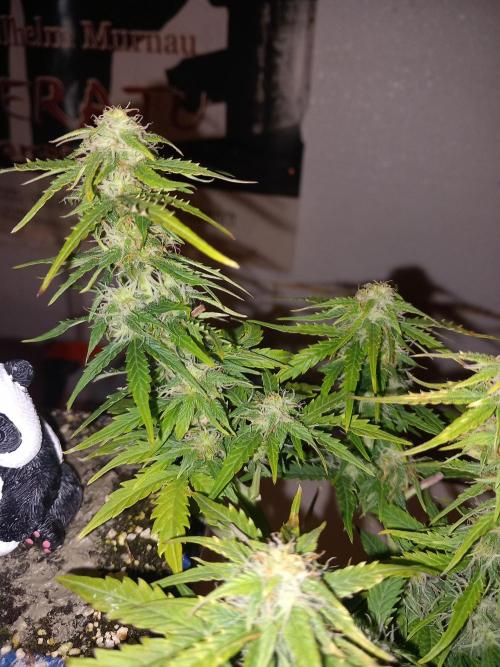 Kush Mint Super  Strains. Week 7