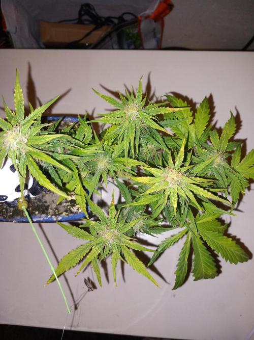 Kush Mint Super  Strains. Week 7