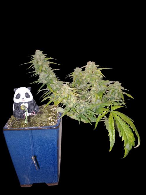 Kush Mint Super  Strains. Week 8 - Panda is watching and fishing..