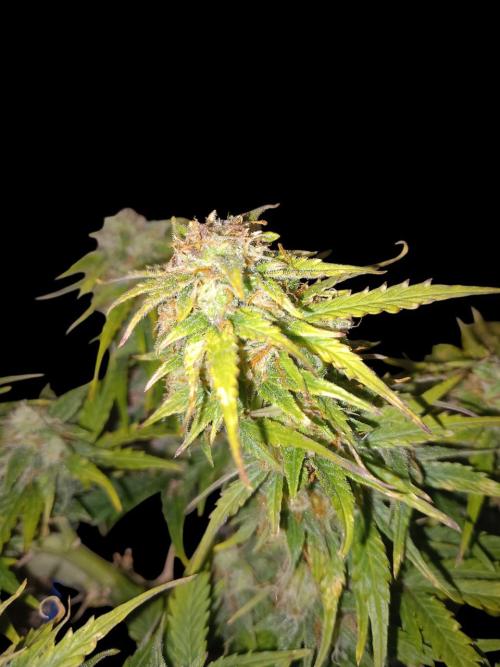 Kush Mint Super  Strains. Week 8