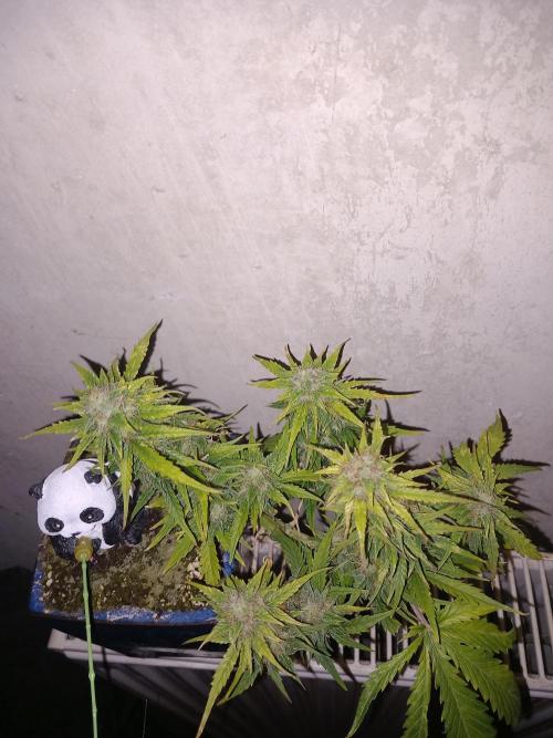 Kush Mint Super  Strains. Week 8