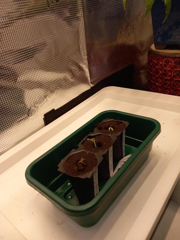 Skunk#11 Dutch Passion. Week 1