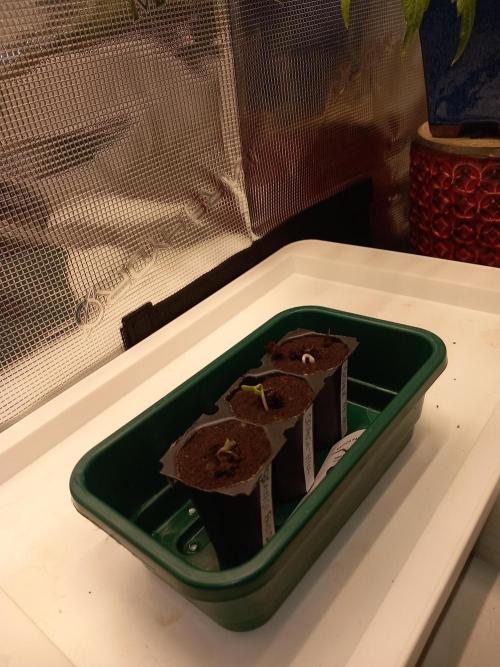 Orange Hill Special Dutch Passion. Week 1