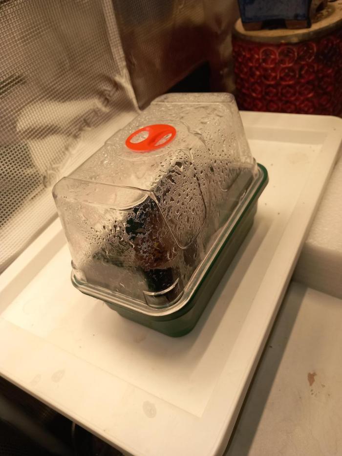 Orange Bud 2.0 Dutch Passion. Week 0