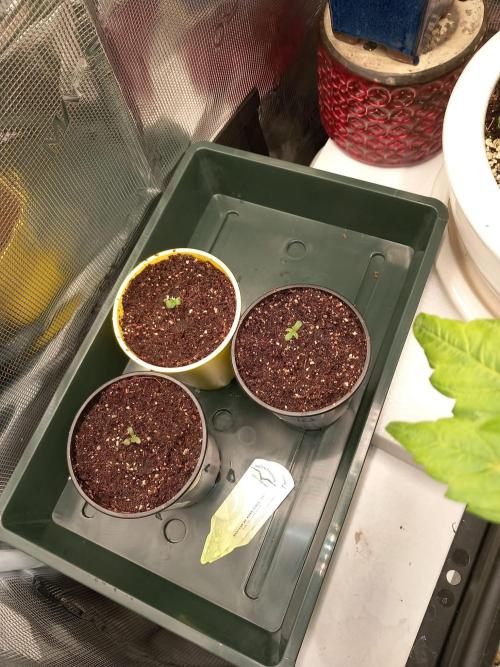 Orange Hill Special Dutch Passion. Week 1