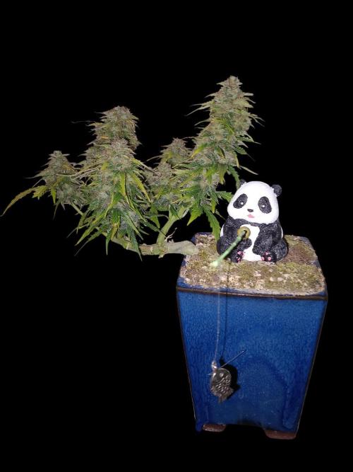 Kush Mint Super  Strains. Week 9