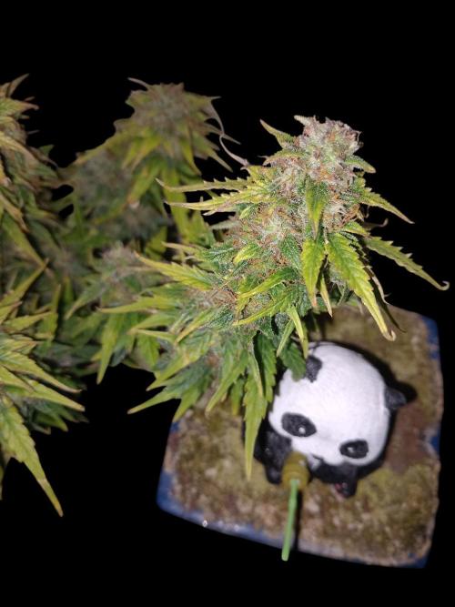 Kush Mint Super  Strains. Week 9