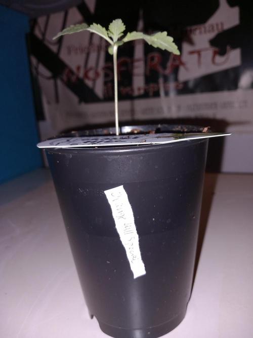 Orange Hill Special Dutch Passion. Week 2