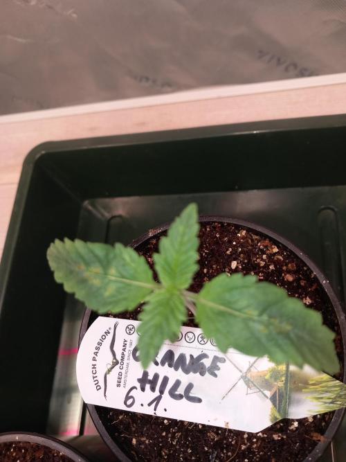 Orange Hill Special Dutch Passion. Week 2