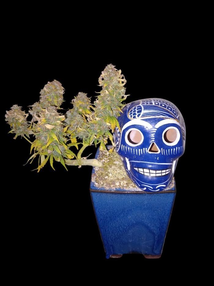 Kush Mint Super  Strains. Week 10