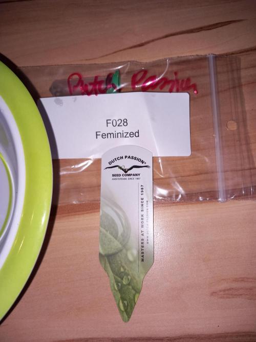 Tester F028 Dutch Passion. Week 0