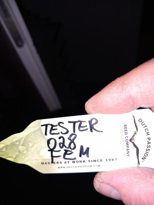 Tester F028 Dutch Passion. Week 0