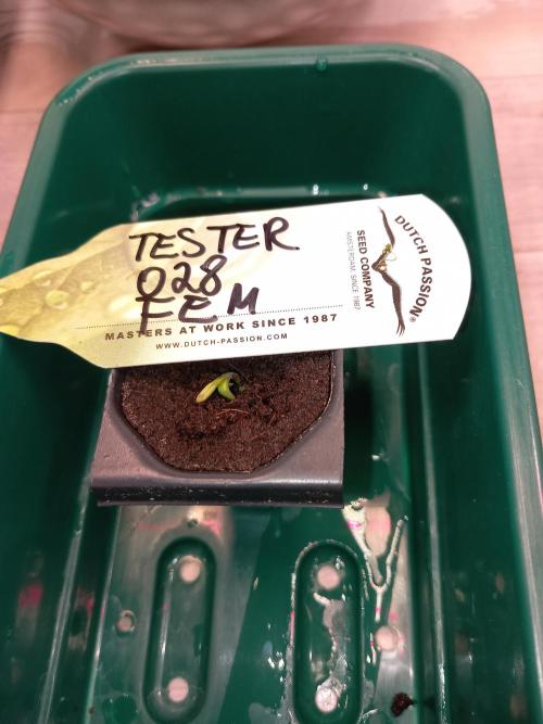 Tester F028 Dutch Passion. Week 0